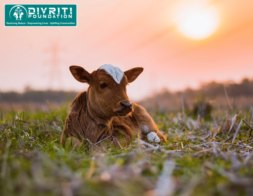 animal welfare